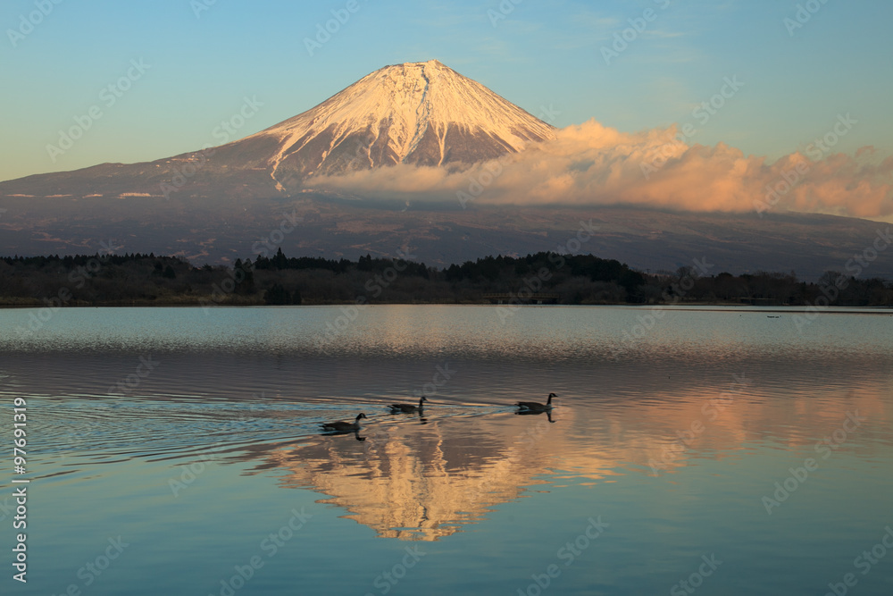 カルガモの泳ぐ田貫湖と富士山