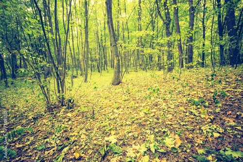 Fototapeta Naklejka Na Ścianę i Meble -  Vintage photo of autumnal forest landscape