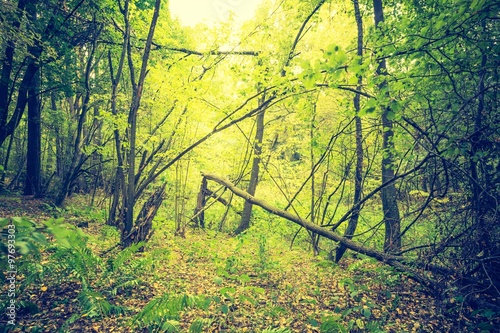 Vintage photo of autumnal forest landscape