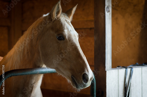 Nicely side lit horse in a barn looking out