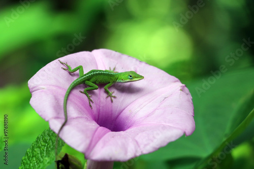 Green Anole (Anolis Carolinensis) on a Purple Morning Glory (Ipomoea Indica)