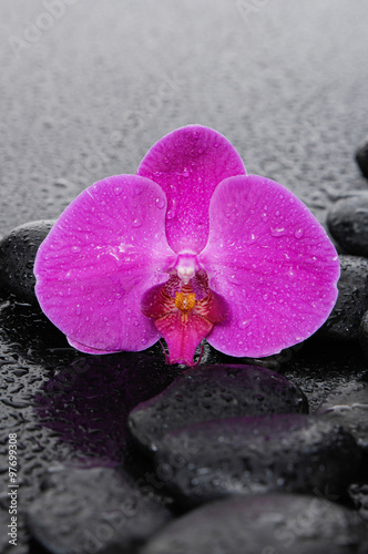 Zen stones and beautiful orchid