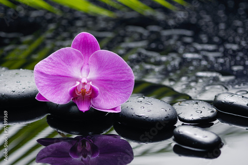 orchid with pebbles and green leaf on wet background