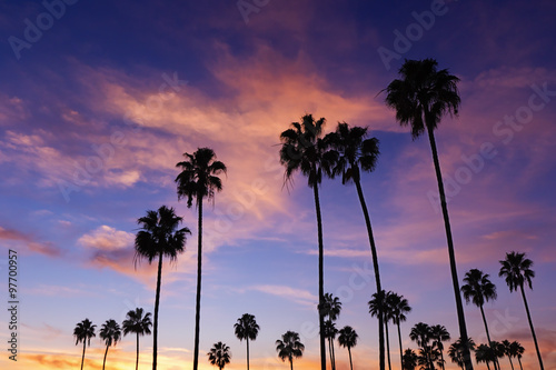 Palm Trees in Sunset at Corona Del Mar Beach, California.