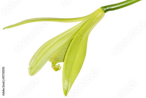 Fototapeta Naklejka Na Ścianę i Meble -  fleur de vanille, fond blanc