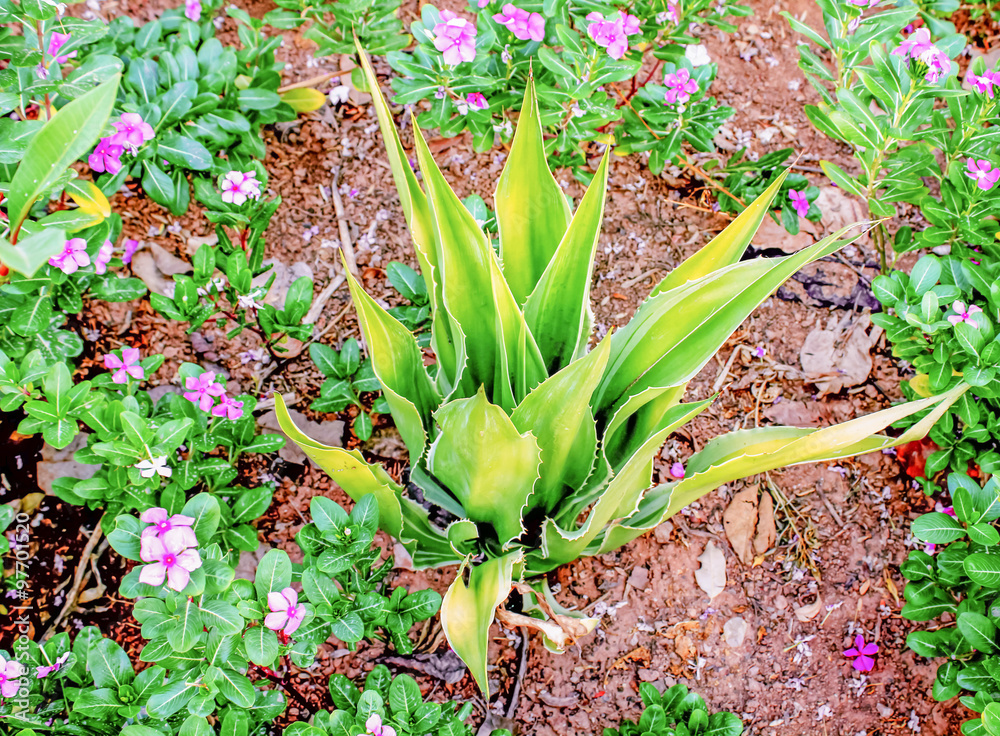 Obraz premium Agave sisalana Perr.