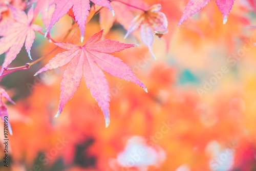 Red maple leaf