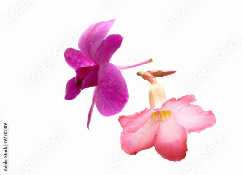 Orchids and colorful azalea flowers
