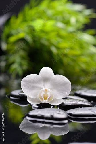 white orchid with green plant on black pebbles 