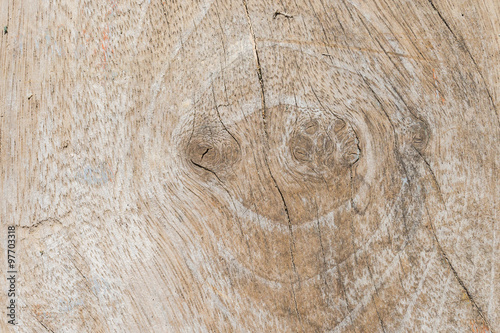 The background of tree bark, bark texture