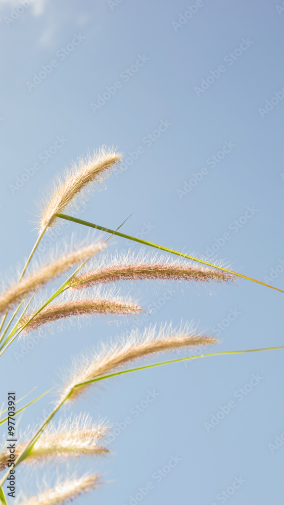  Flower of grass with blue sky