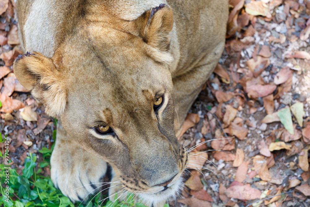 Naklejka premium Portrait of Lion female