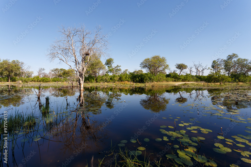landscape in the Okavango swamps