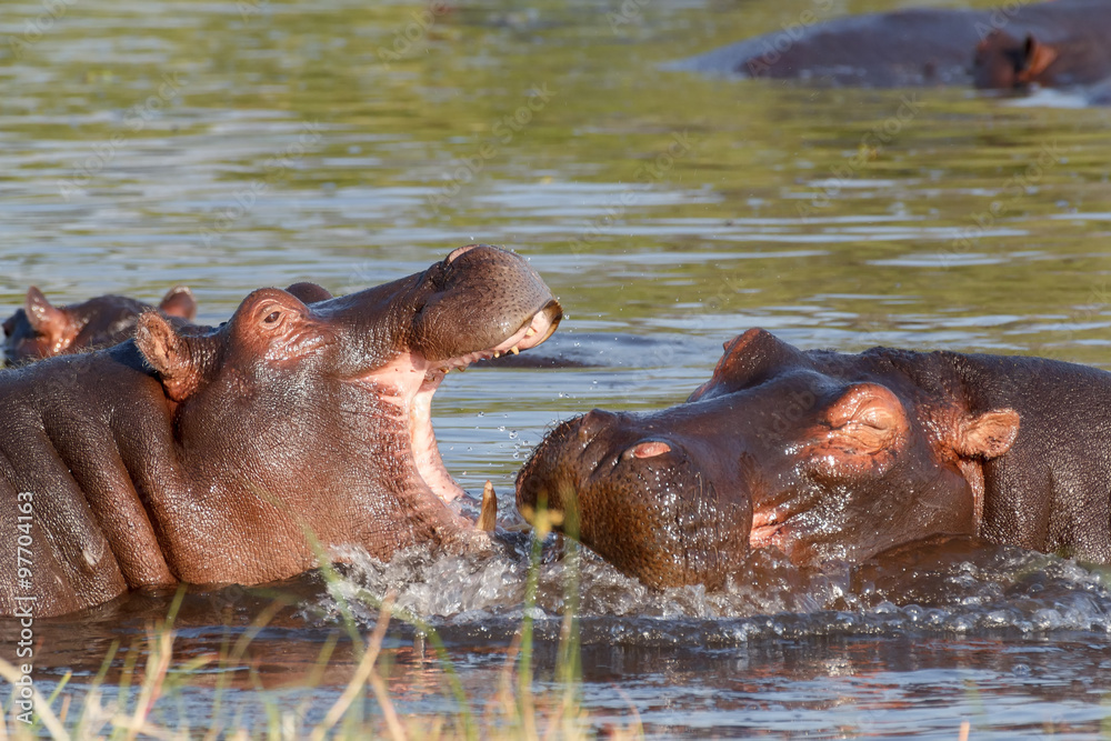 Obraz premium Two fighting young male hippopotamus Hippopotamus