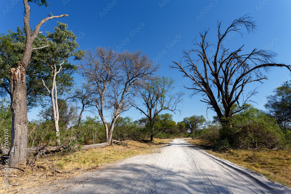 Fototapeta premium gravel road to Okavango delta Moremi park