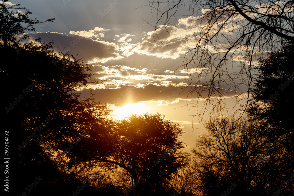 Naklejka premium African sunset with tree in front