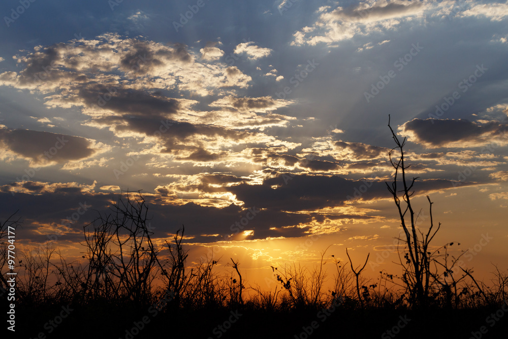 Obraz premium African sunset with tree in front