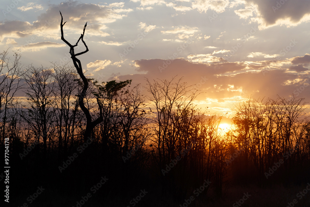 Obraz premium African sunset with tree in front