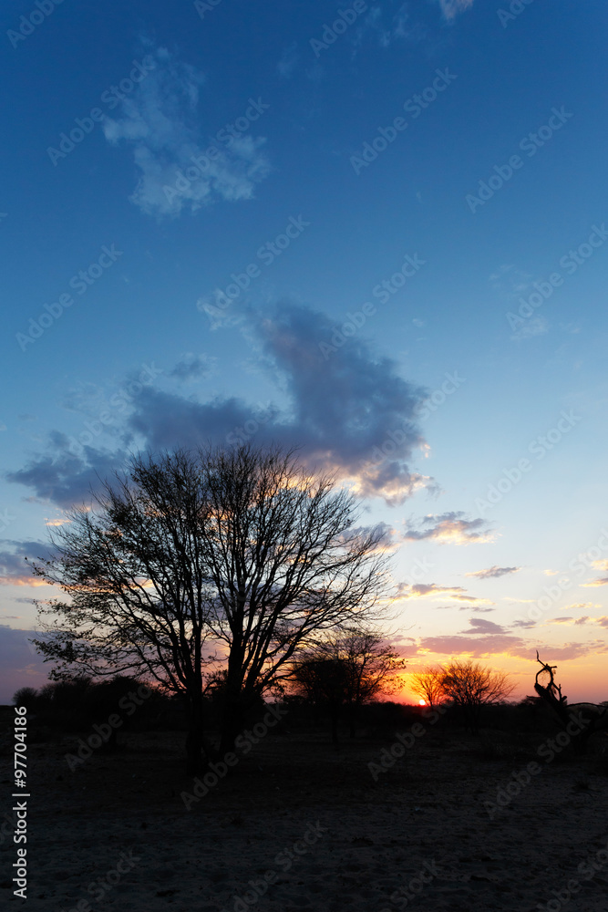 Obraz premium African sunset with tree in front