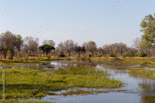 landscape in the Okavango swamps