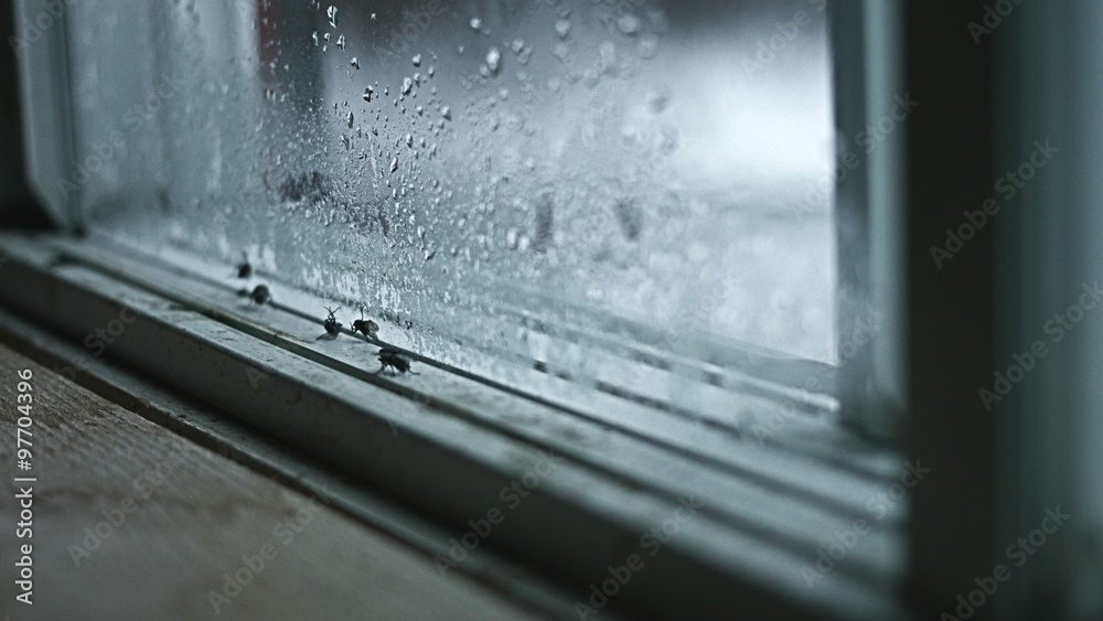 Nasty and creepy Footage of House Flies on a dirty Window Pane