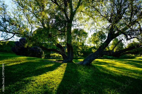 Fototapeta Naklejka Na Ścianę i Meble -  Majestic tree against the sunlight