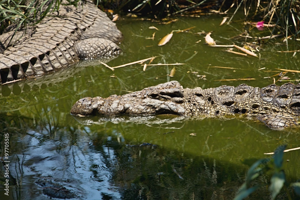 Nile crocodile Crocodylus niloticus on the banks of the in Botswana Nile crocodile Crocodylus niloticus on the banks of the in Botswana