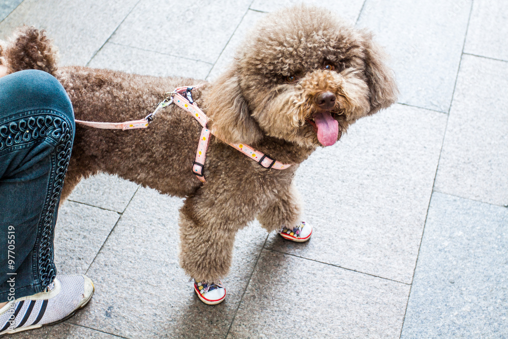 Hund mit schuhe Stock Photo | Adobe Stock