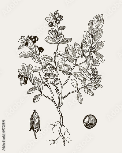 More realistic botanical illustration cranberries. Graphic illustration for your design.  Vintage engraved illustration.