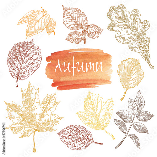 Collection of highly detailed hand drawn leaves isolated on white background