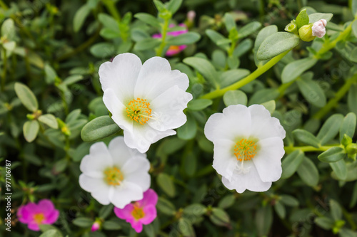 White mosss-rose, Purslane or sun plant flower