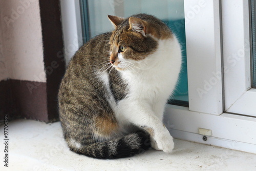 Photos Белый полосатый кот сидит
