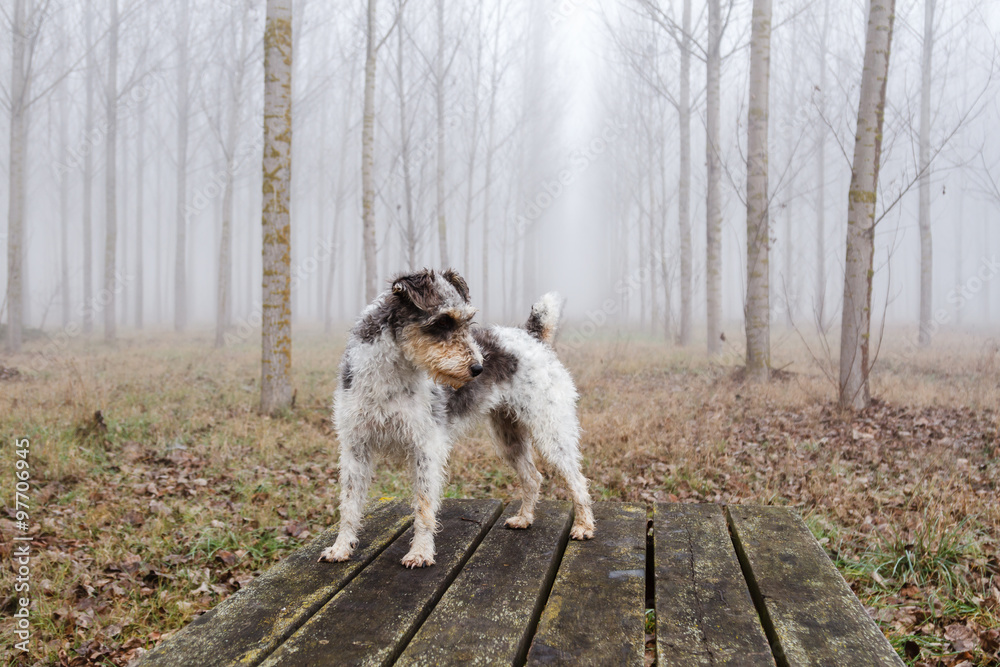 Perro de raza Fox Terrier sobre mesa de madera en bosque de chopos.
