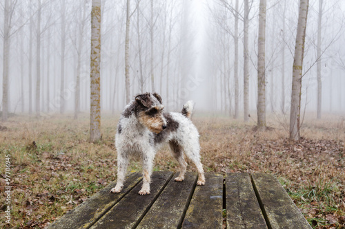 Perro de raza Fox Terrier sobre mesa de madera en bosque de chopos. 