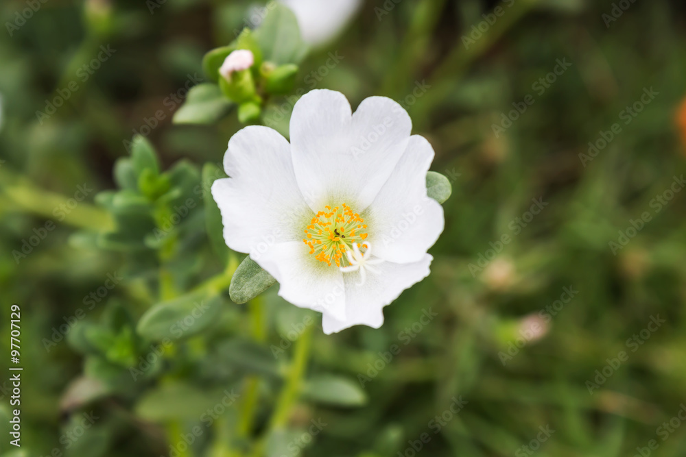 White mosss-rose, Purslane or sun plant flower White mosss-rose, Purslane or sun plant flower