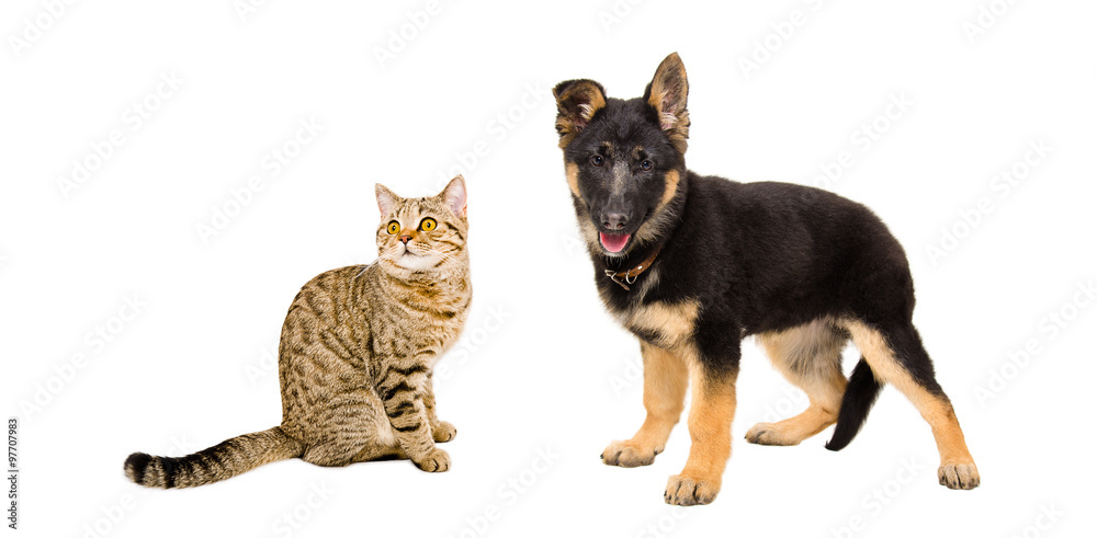 Fototapeta premium Cat Scottish Straight and German Shepherd puppy