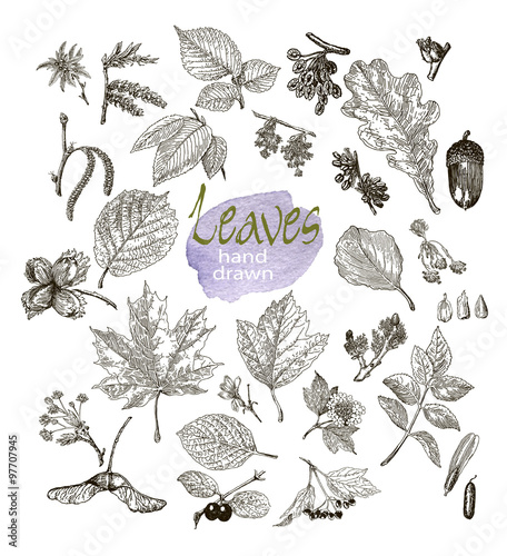 Collection of highly detailed hand drawn leaves, fruit and inflorescence  isolated on white background