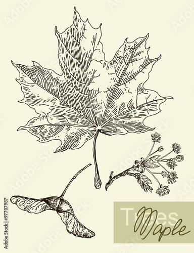 Vector leaves, flowers and fruits of the maple.