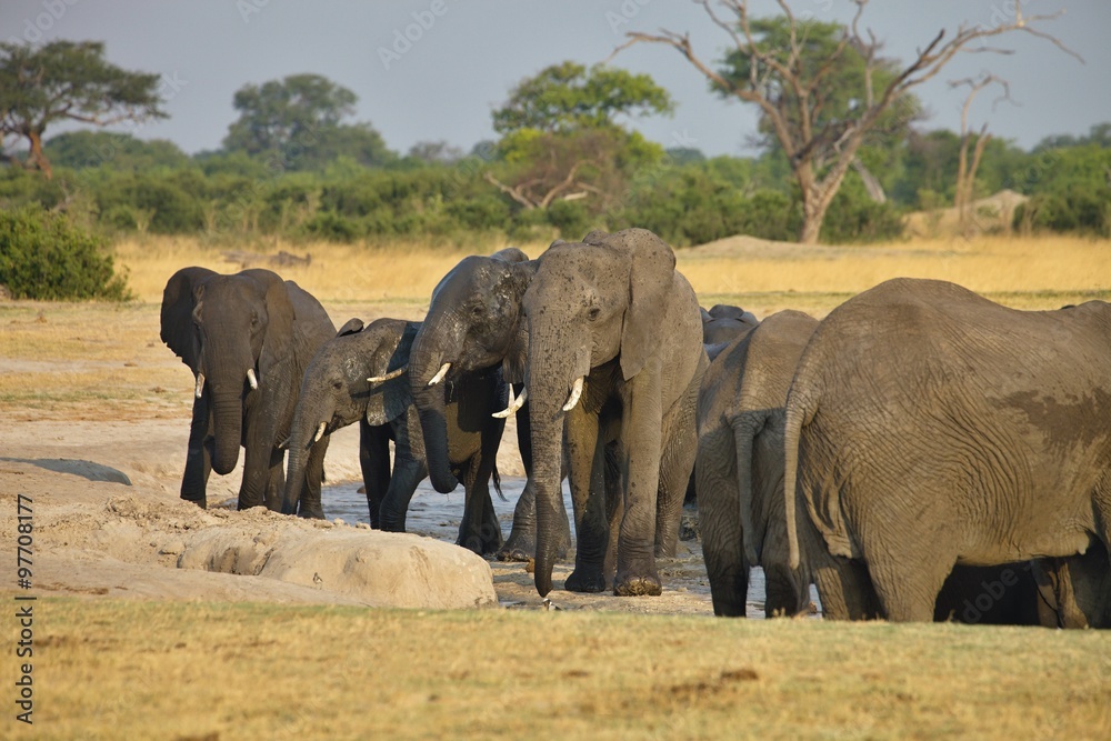 elephant, Loxodonta africana, at the waterhole Nyamandlovo in Hwange National Park, Zimbabwe