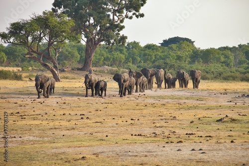 elephant  Loxodonta africana  at the waterhole Nyamandlovo in Hwange National Park  Zimbabwe