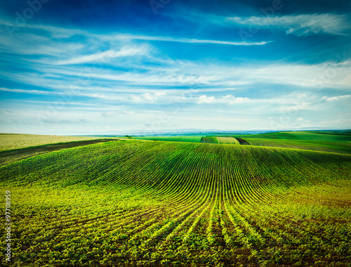 Rolling fields of Moravia