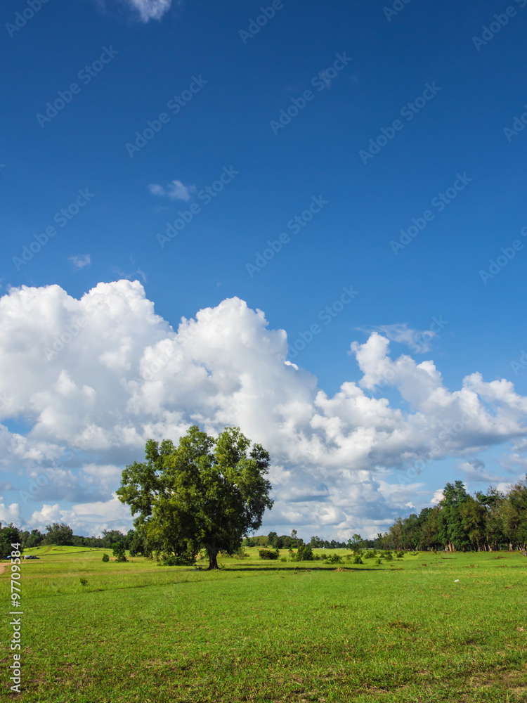 lonely big tree with blue sky lonely big tree with blue sky