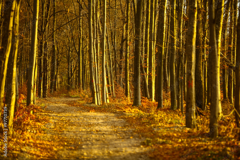 Obraz premium Empty autumnal road