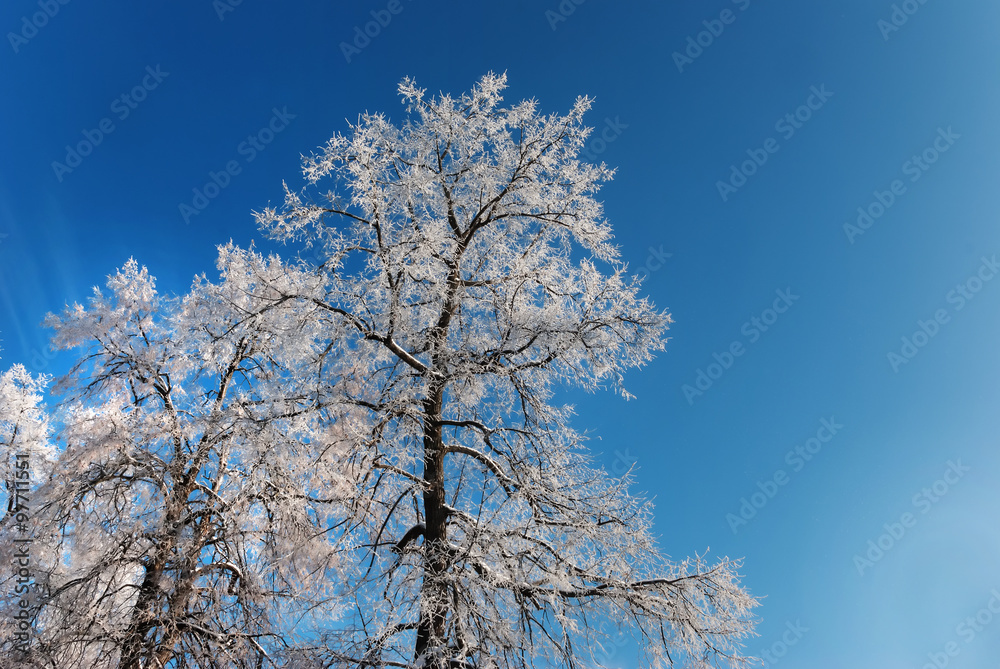 Hoarfrost on branches of a tree Hoarfrost on branches of a tree