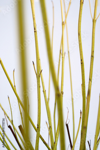 Cornus sericea Flaviramea - winter shoots photo