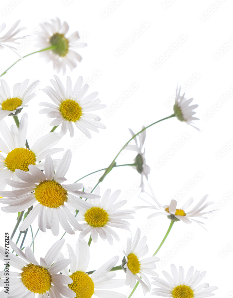 Obraz premium Chamomiles isolated on white background.