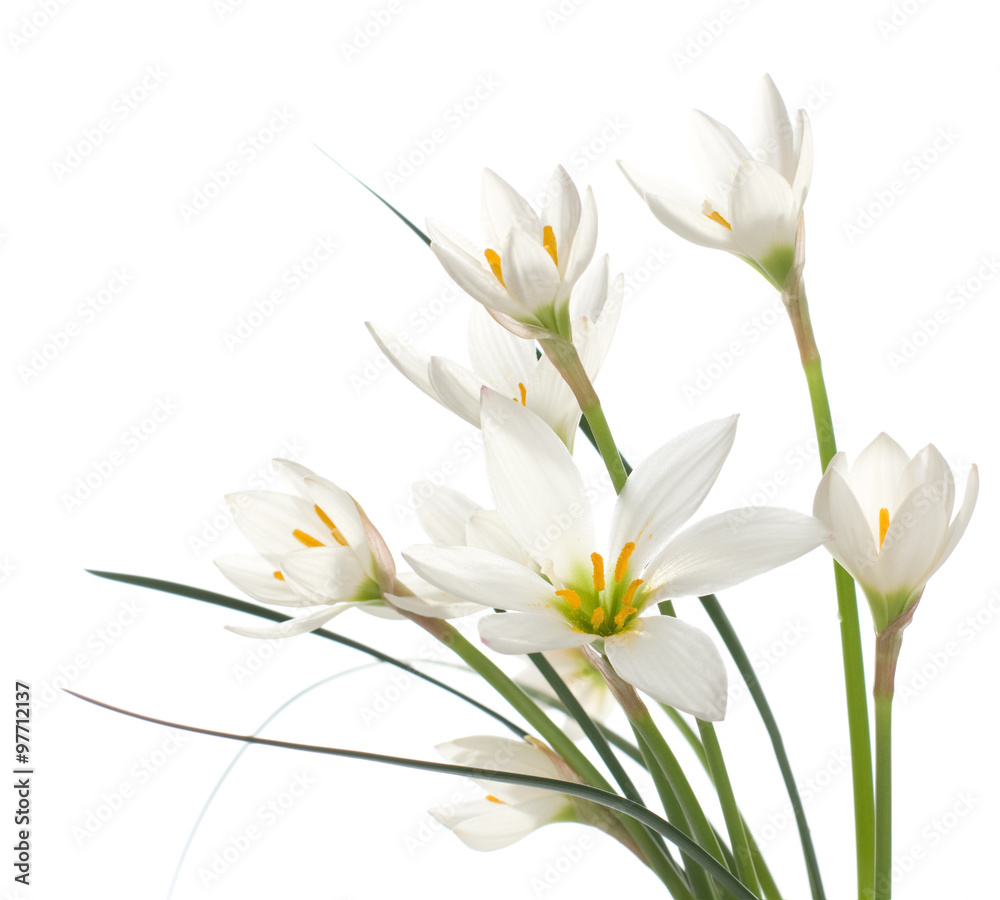 a fragment of white lilies ' bunch a fragment of white lilies ' bunch