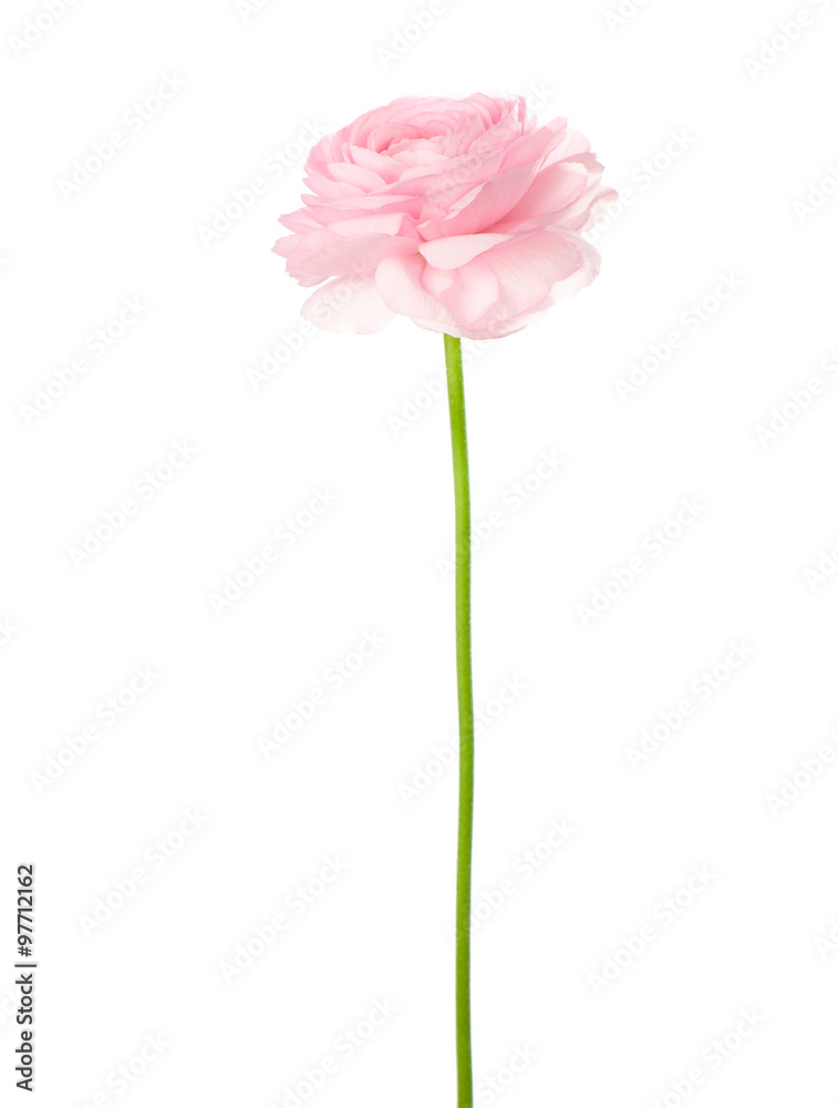 Light pink flowers isolated on white.  Ranunculus