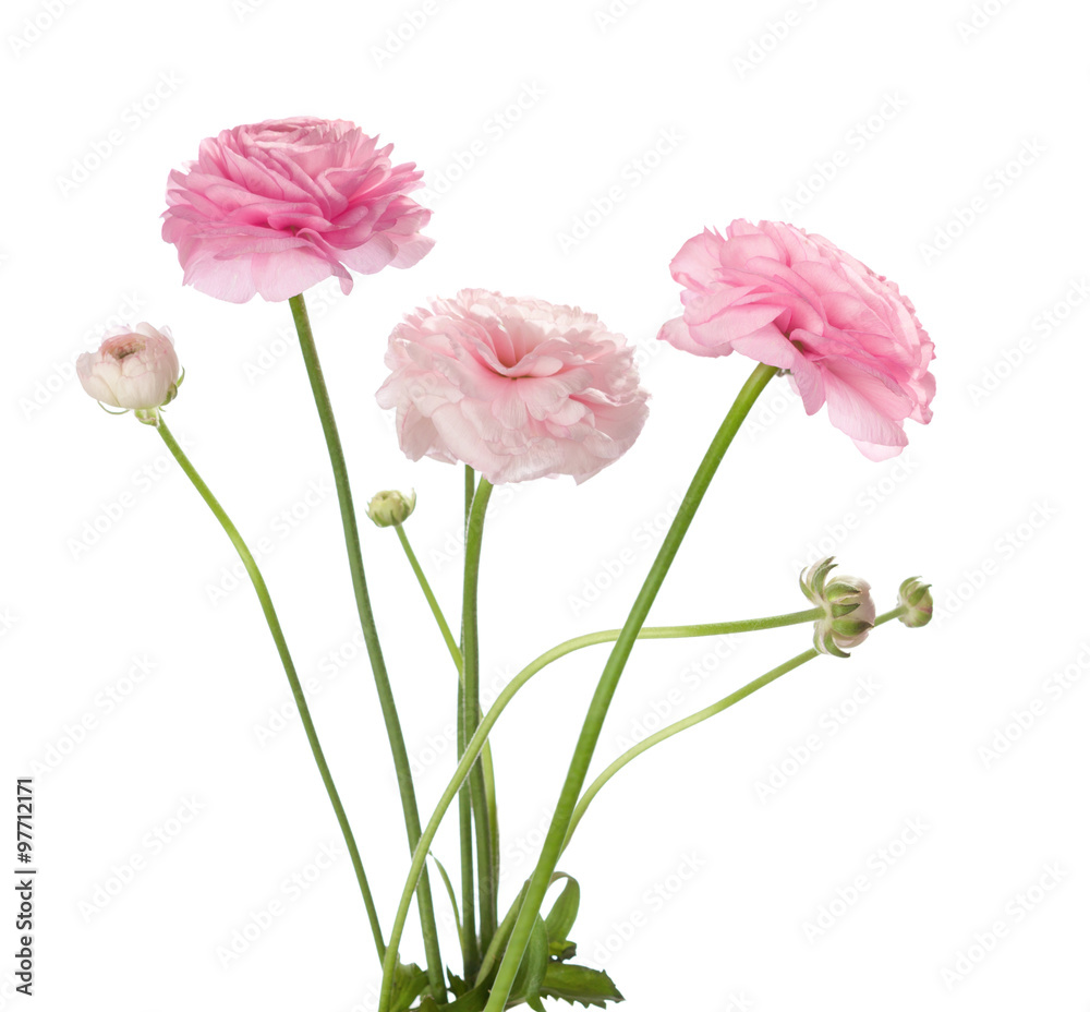 Light pink flowers isolated on white. Ranunculus Light pink flowers isolated on white. Ranunculus