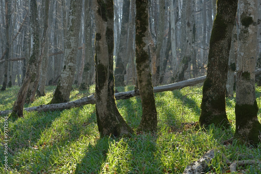 Fototapeta premium Forest in fall